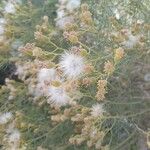 Senecio flaccidusFlower