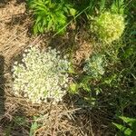 Daucus carota Floro