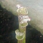 Sarracenia leucophylla 花