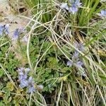 Veronica prostrata 花