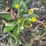 Pulicaria odoraFlower