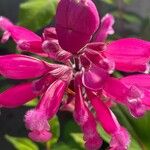 Salvia involucrata Flor