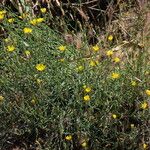 Launaea fragilis Habit