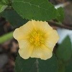 Sida rhombifolia Blüte