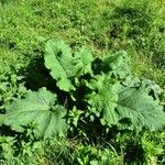 Arctium lappa Habit