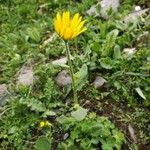 Doronicum grandiflorum Habit