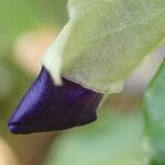 Thunbergia erecta Квітка