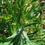 Artemisia argyi Hábito