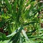 Artemisia argyi Habit