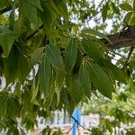 Quercus myrsinifolia Foglia