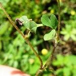 Trifolium campestre List