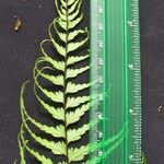 Asplenium dissectum Otro