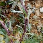 Artemisia umbelliformis 树皮