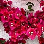 Bougainvillea glabraКветка