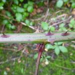 Rubus questieri 樹皮