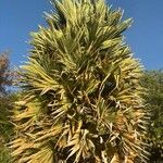 Borassus flabellifer ᱥᱟᱠᱟᱢ