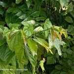 Lindera lucida Leaf