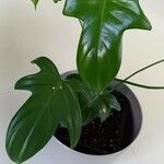 Philodendron panduriforme 葉