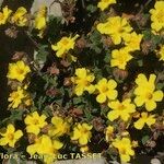 Helianthemum marifolium Habitat