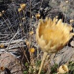 Cheirolophus teydis Flower