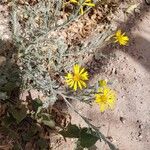 Xanthisma gracile Flower