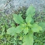 Amaranthus spinosus Tervik taim