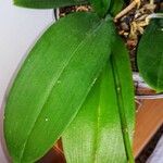 Phalaenopsis spp. Lehti