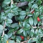 Cotoneaster microphyllus পাতা