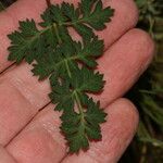 Lomatium martindalei ᱥᱟᱠᱟᱢ