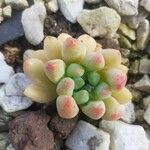 Sedum clavatum Листок