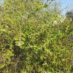 Ziziphus spina-christi Yeri