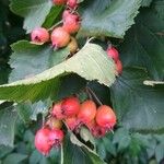 Crataegus coccinea ഫലം