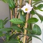 Mandevilla laxa葉