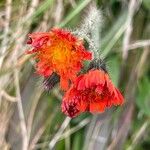 Pilosella aurantiaca Кветка