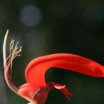 Erythrina droogmansiana Flor