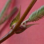 Chamaecrista flexuosa Kukka