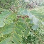 Robinia viscosa Blatt