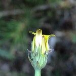 Hypochaeris radicata Квітка