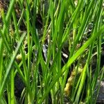 Carex humilis List