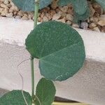 Cissus rotundifolia Blad