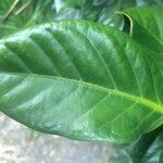 Coffea mauritiana Leaf