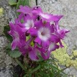 Primula hirsuta Blüte