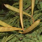 Calliandra rubescens Плод