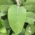 Salvia officinalis Yaprak