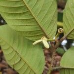 Annona neoinsignis Flower