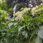 Sambucus nigraЦветок