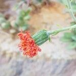 Kleinia fulgens Flower