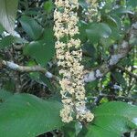 Arachnothryx buddleioides