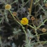Pulicaria undulata 花