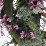 Cercis siliquastrum Bark